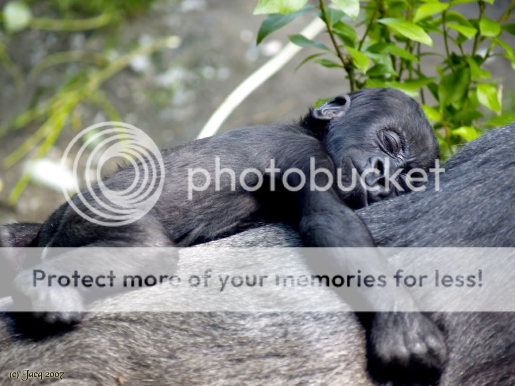 Baby Gorilla- Bwana Photo by archannoor | Photobucket