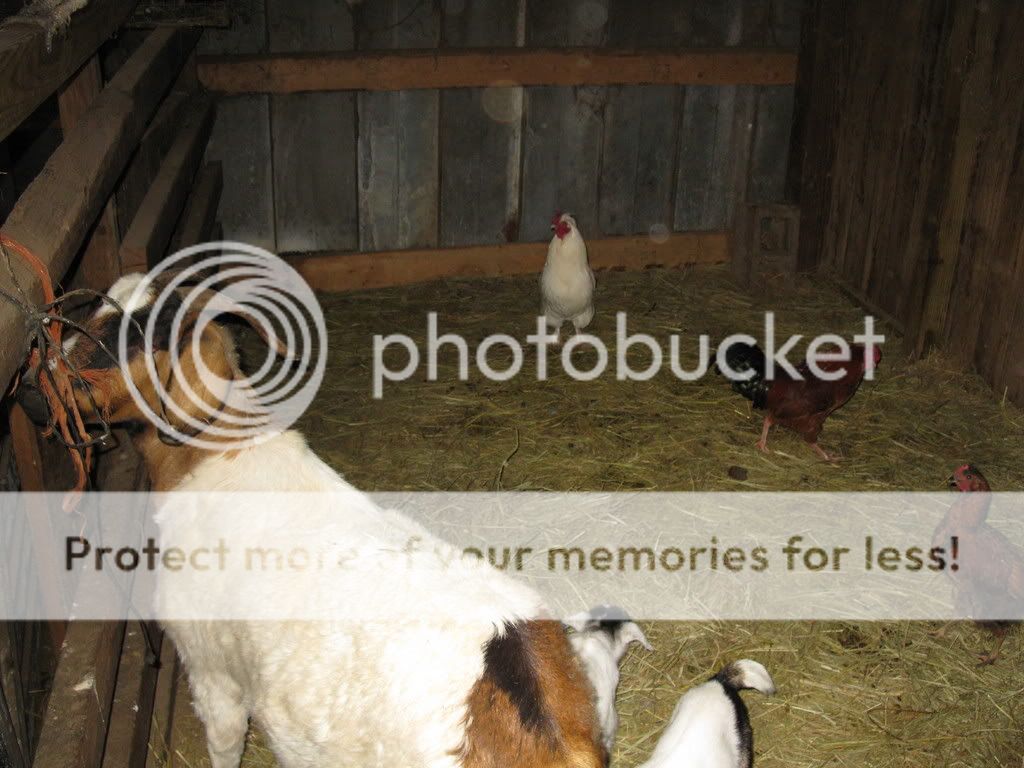 trying to post pics backside of farm - Countryside Families