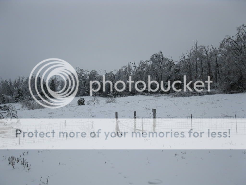 Homestead Pictures Thread.. - Homesteading Questions