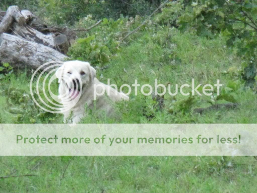 Homestead Pictures Thread.. - Homesteading Questions