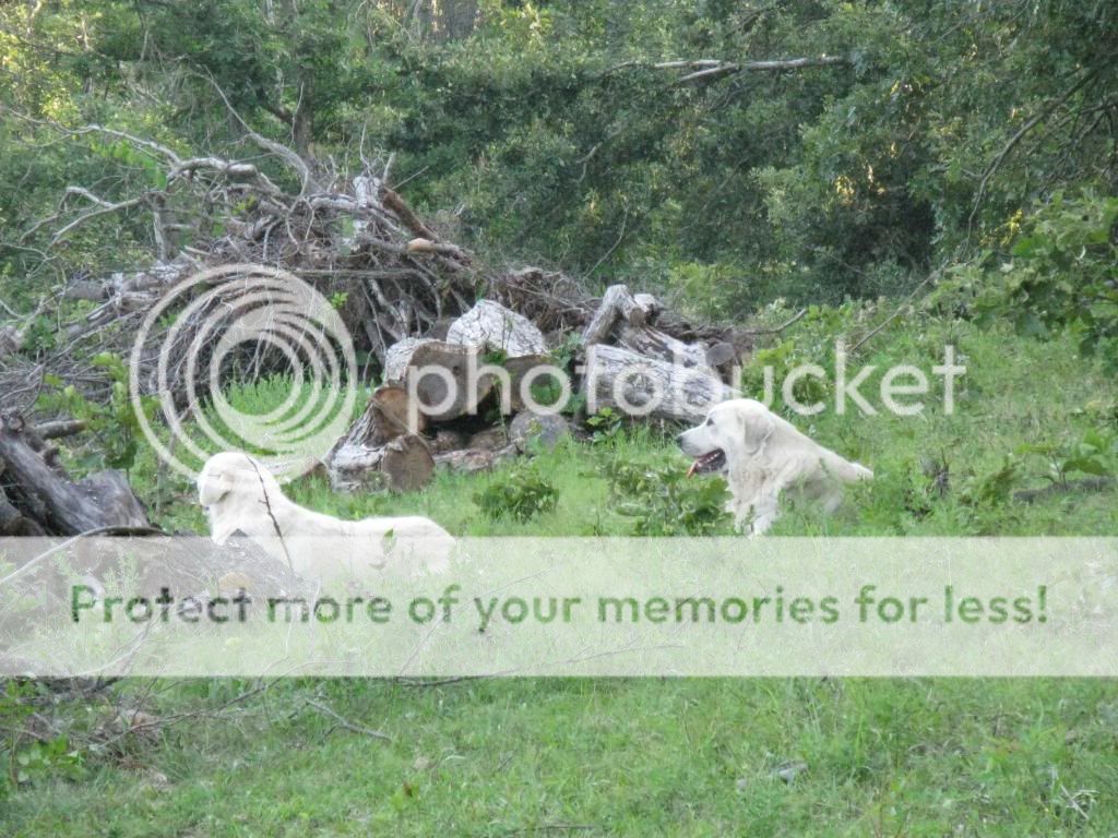 Pictures around your Homestead - Homesteading Questions