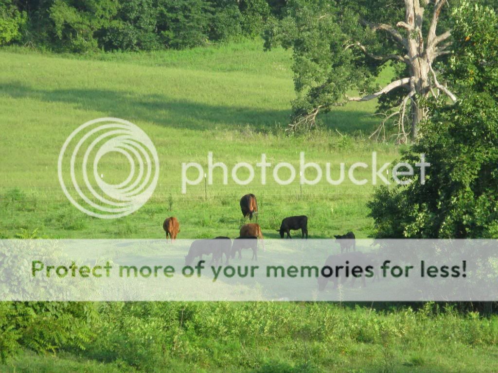 Homestead Pictures Thread.. - Homesteading Questions