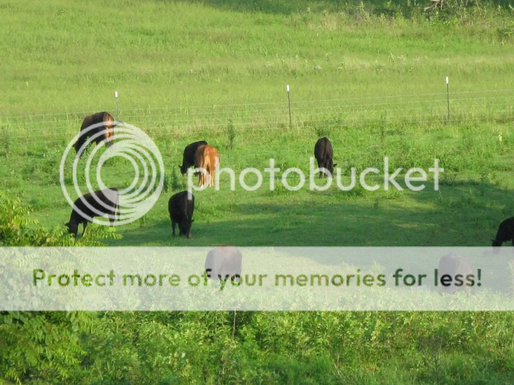 trying to post pics backside of farm - Countryside Families