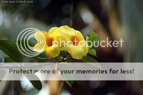 BD Flower Photo Picture
