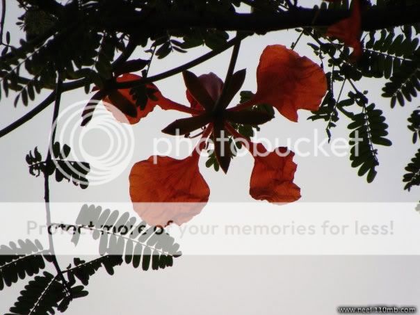 BD Flower Photo Picture