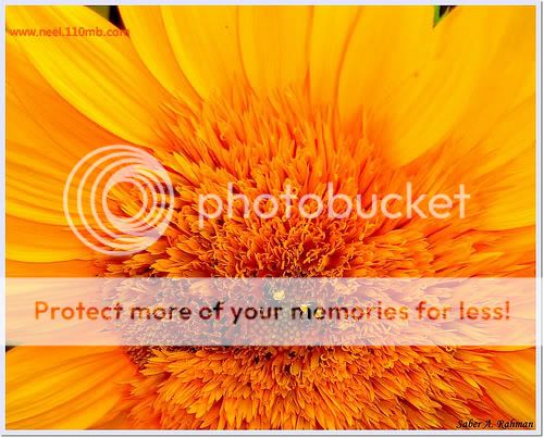 BD Flower Photo Picture