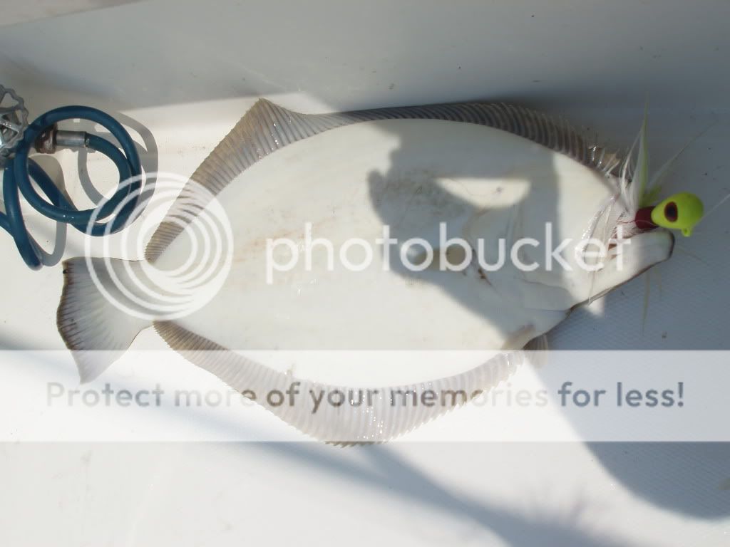 Question Flounder rig ,what is the best to use,give up the info old