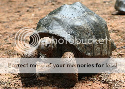 Posted Image